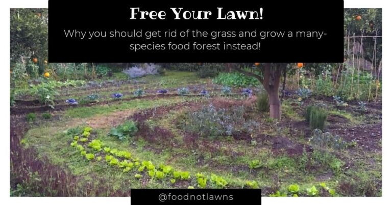 lawn to garden conversion