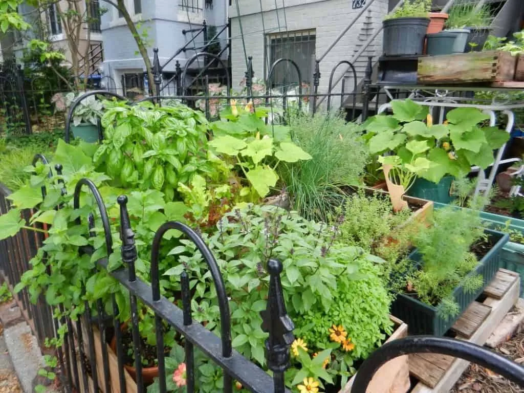 96f5605a0adb1ea1e5ff78f0763ebaf2 urban gardening