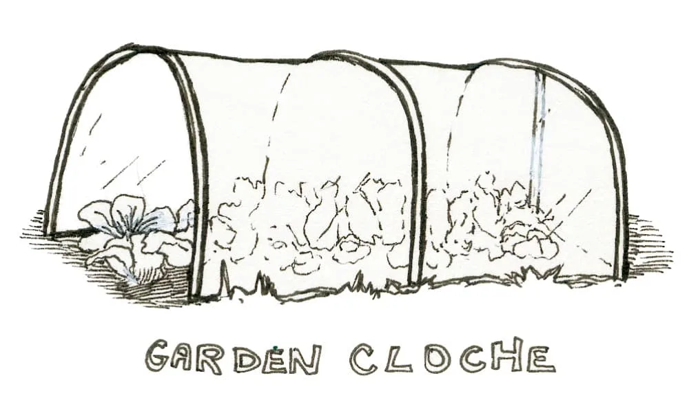 garden cloche cold frame