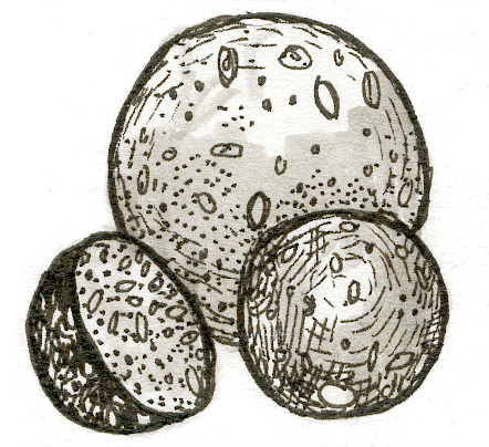 seedballs