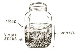 Seed Saving For Beginners