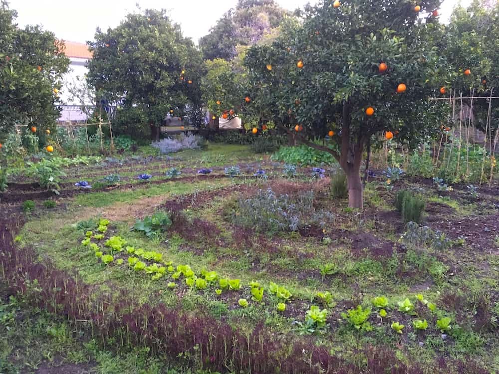 permaculture garden